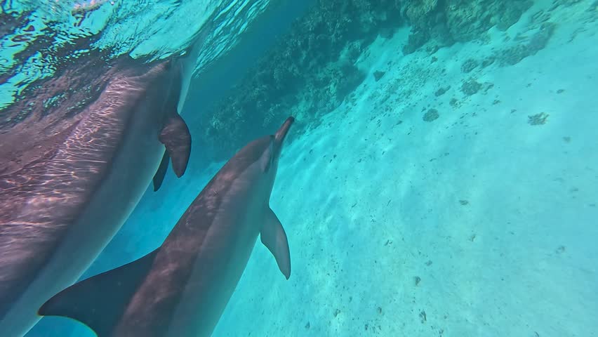 Two wild dolphins swim peacefully close-up in azure water in the sea on a reef in the Red sea, Egypt. Dolphin Eyes, Slow Motion video