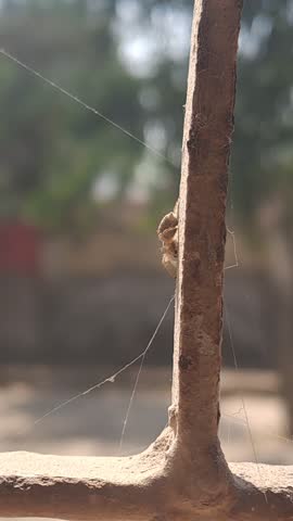 Macro-style photograph of an orb weaver spider partially concealed behind a vertical rusty metal bar, surrounded by fine silk web strands. The image captures natural outdoor lighting with a shallow depth of field, producing a smooth bokeh background. The composition emphasizes texture rusted metal, fragile web lines, and the spider’s camouflaged body making it suitable for themes like nature, survival, camouflage, and urban wildlife.