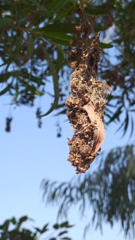 Macro closeup photograph of dried plant material and leaves suspended in midair by fine webbing. The cluster hangs from a branch, encased in delicate silk threads, with green foliage and a clear blue sky in the background. This image highlights the intricate use of natural materials by insects or spiders to create protective structures, symbolizing adaptation, camouflage, and resilience in nature.