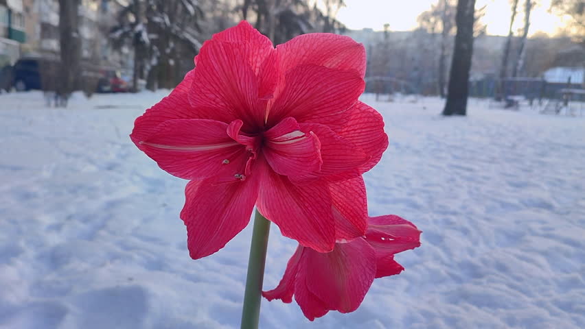 Hippeastrum amaryllis Pink Symphony. Large blooming flower pink color on background of white snow on street in winter day. Big blooming flower with red petals outdoors. Perennial bulbous flower