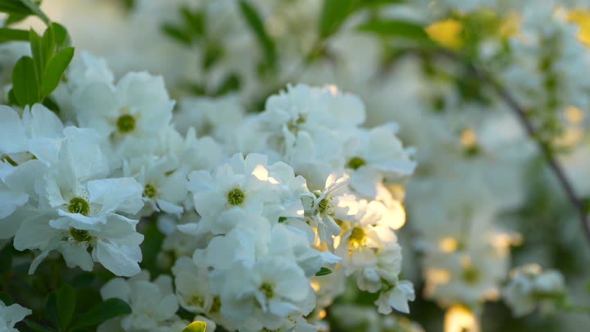 white flowers in the garden