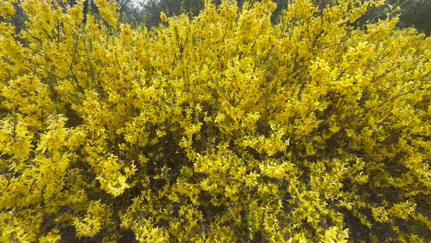 Close-up shot of blooming yellow flowers as camera slowly moves closer. Springtime nature background, soft focus, peaceful and natural scene.