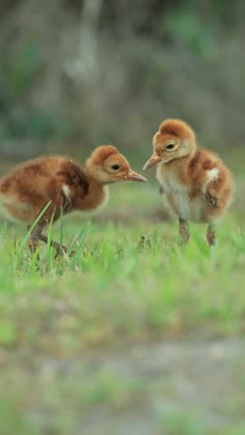Florida Sandhill Crane Colt Chicks Retaliation Attack Eye Stab