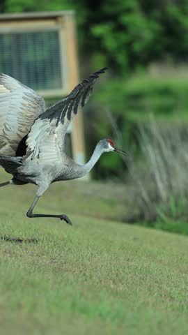 Florida Sandhill Crane Taking Flight Over Calm Water Reflection 