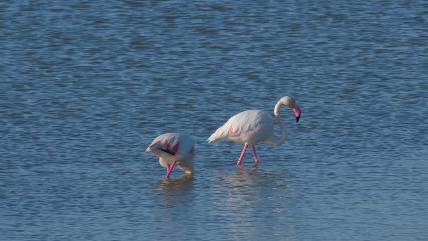 Two Flamingos in a Calm Lake, Submerging Their Heads to Catch Fish for Breakfast