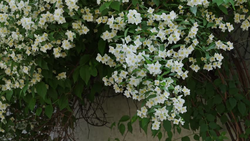 Beautiful White Jasmine Blossoms in Spring Garden. Delicate Spring Jasmine Flowers with Green Leaves. Blooming Jasmine Plant in Natural Garden Environment Swaying in Spring Breeze Slow Motion