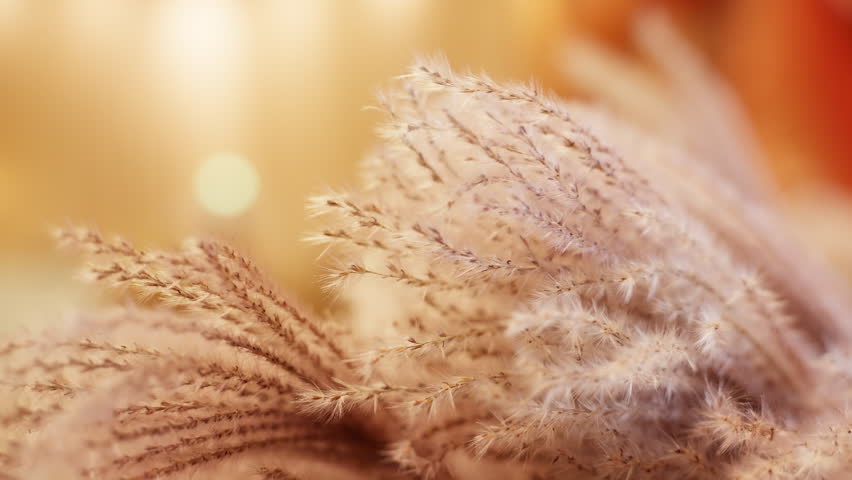 Close-up of delicate dried pampas grass plumes with fluffy seed heads against warm golden bokeh background. Soft beige and cream tones bathed in autumn sunlight create dreamy ethereal atmosphere
