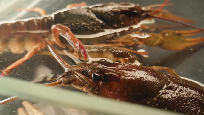 European crayfish Astacus astacus river seafood freshwater crustacean, noble crayfish, or broad-fingered crayfish, traditional food source.