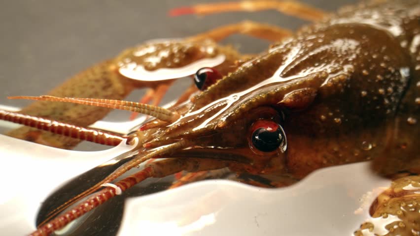 European crayfish Astacus astacus river seafood freshwater crustacean, noble crayfish, or broad-fingered crayfish, traditional food source.