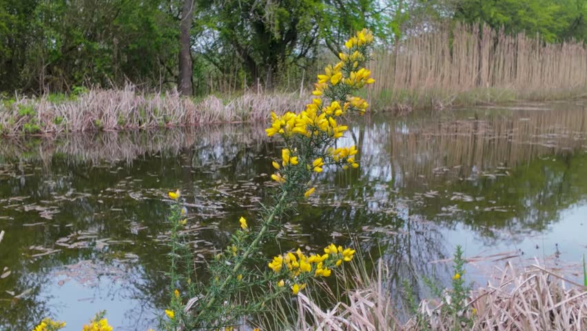 Yellow wildflowers by a calm pond with reeds and trees reflected in water, spring wetland landscape with natural greenery and tranquil mood.