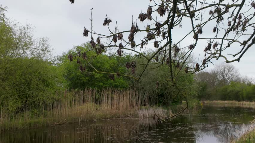 Quiet lakeside wetland with reeds and green trees under overcast sky, bare branches hanging in foreground and calm reflective water.