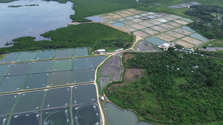 Aerial view of large aquaculture farm for shrimp or fish production with water aerators, tilt view 4k