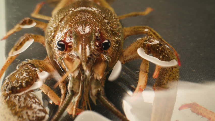 Boiled European crayfish Astacus astacus river seafood freshwater cooked crustacean, noble crayfish, or broad-fingered crayfish, traditional food source.