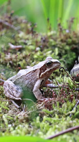 Brown frog resting on lush green moss, close up amphibian in forest. Vertical