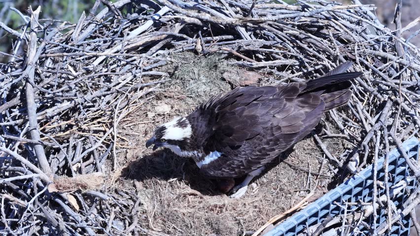 Osprey in nest protecting 3 eggs