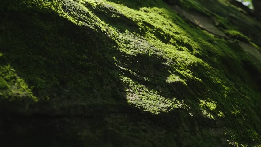 Green Moss Texture on Rock Surface with Natural Sunlight and Shadows