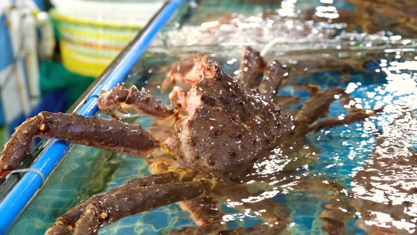 Closeup shots of fresh seafood, including king crabs in a tank