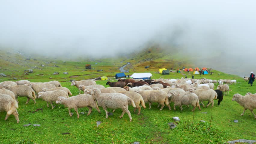 Heard of sheep grazing and walking in foggy meadows during monsoon season at Manali, Himachal Pradesh, India. Sheep herd on misty mountain. Beautiful nature landscape.
