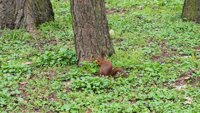 Red squirrel nibbles a nut in the park. Fluffy squirrel sitting on the green grass near a tree trunk. Funny rodent holding food in paws and eating in spring forest. Wild animal in its natural habitat on a sunny day.