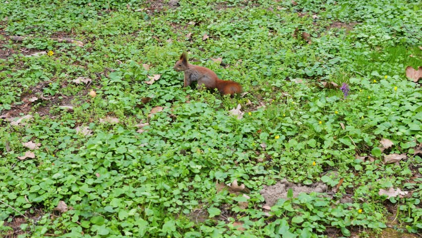 Red squirrel with a nut in its mouth runs on the green grass in the park. Fluffy squirrel jumping on the ground among clover leaves and searching for a place to hide food. Cute wild animal carrying a hazelnut in spring forest. Close up of a small rodent moving through the meadow in natural habitat.