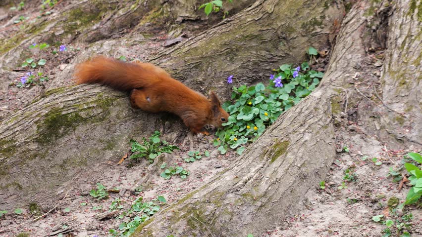 Red squirrel holding a nut in its paws while standing on the ground near tree roots. Wild animal foraging for food in the forest environment. Close up of a fluffy squirrel eating a walnut in the natural habitat. Eurasian red squirrel searching for nuts among tree roots in the park.