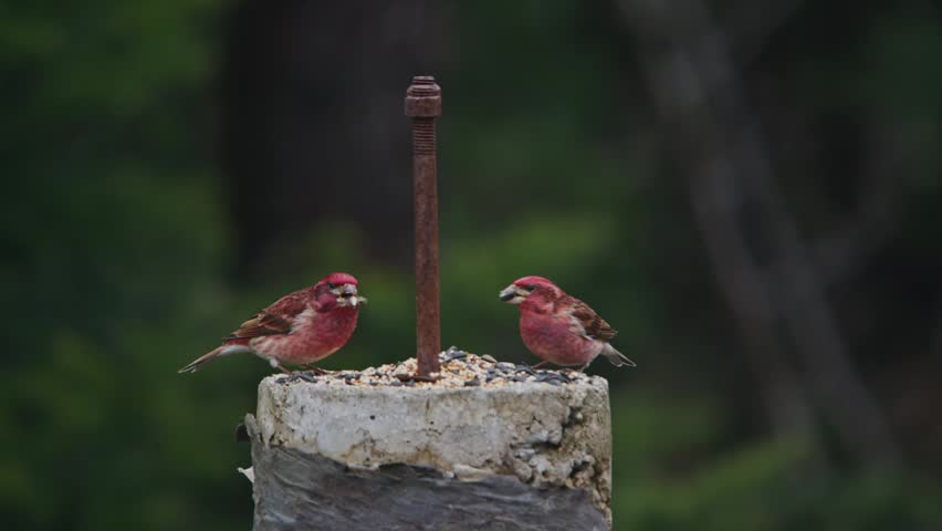 Beautiful close-up of a male House Finch perched on a branch during spring in Nova Scotia, Canada. Warm reddish plumage and sharp details, natural woodland setting 4K.