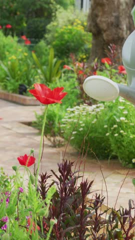 Vertical video: Senior gardener lifting can and watering to hydrate poppies while bubbles appearing. Garden, flowers, outdoor, sunlight, gloves, plaid, vertical video