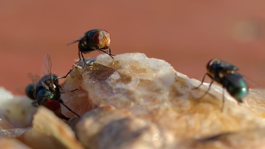 Macro shot of several metallic green blow flies crawling and feeding on decaying fish meat