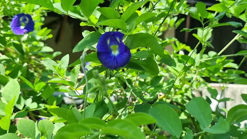 High-angle view of deep blue Clitoria ternatea flower with a yellow and white center, surrounded by bright green foliage