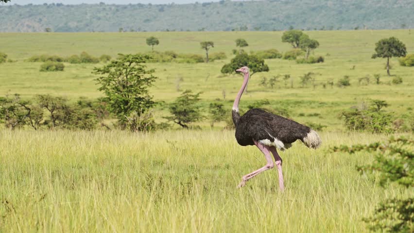 Large wild male ostrich walking in the African savanna