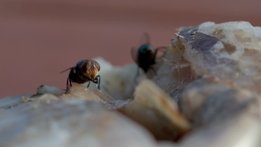 Macro shot of Chrysomya megacephala flies feeding on decaying fish carrion in natural light