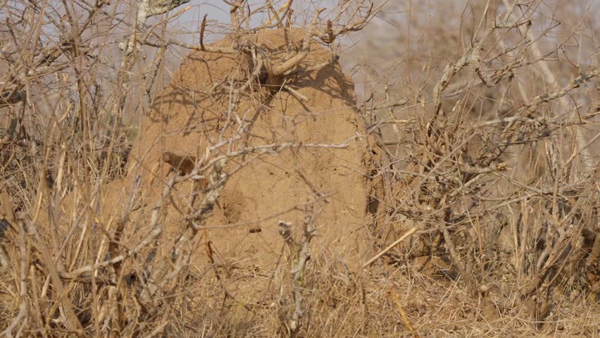 Dwarf mongoose in dead tree before termite mound, vigilant and scanning surroundings in Kruger National Park savanna habitat, South Africa wildlife behavior scene.