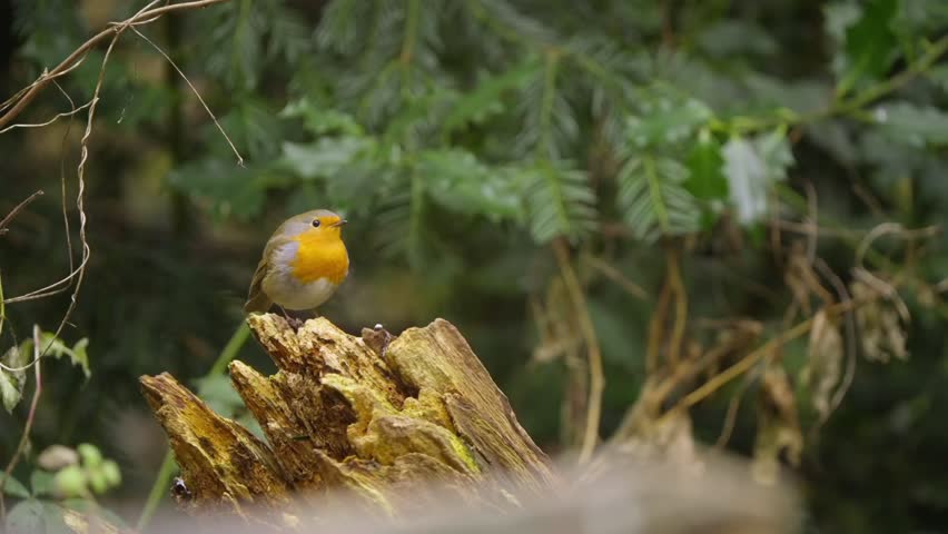Eurasian robin stands still on a dead branch in woodland undergrowth, orange chest visible. Static shot with shallow depth of field and natural forest background.