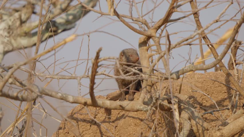 Dwarf mongoose on termite mound behind a tree scans the surroundings in slow motion, alert and curious, then turns and begins to leave at the end of the clip.