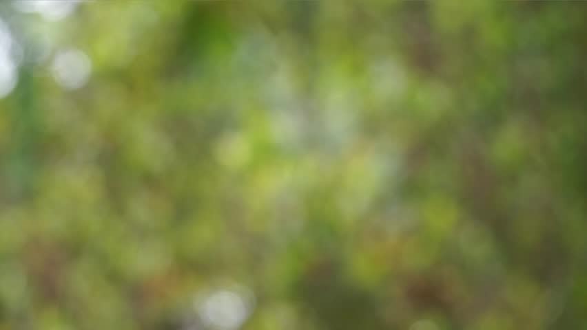 Blurred background of tree leaves moving in the wind