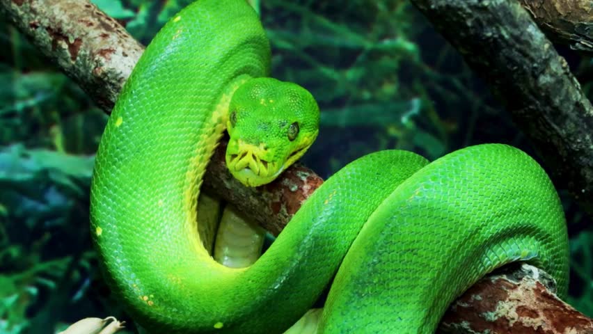A stunning close-up of a Green Tree Python (Morelia viridis) coiled gracefully around a wooden branch, showcasing its vibrant lime-green scales, yellow underbelly, and distinctive heat-sensing pits on its snout.