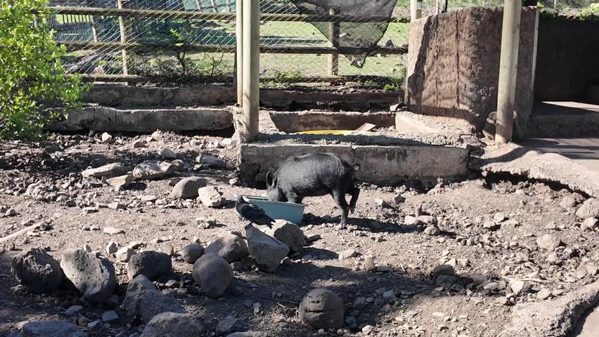 Black Pig Eating from Bowl in Farm Enclosure Mauritius 4K