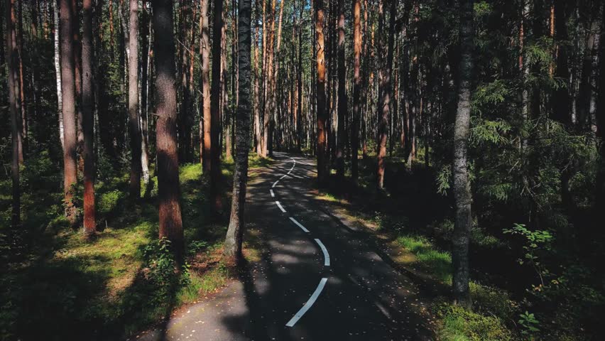 Asphalt road winds through a dense forest with tall trees and sunlight dappling the ground. White dividing line marks the path, inviting travel and nature exploration.