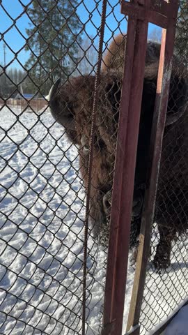 A large bison behind a fence in a kennel. It sticks its nose through the bars and asks for food