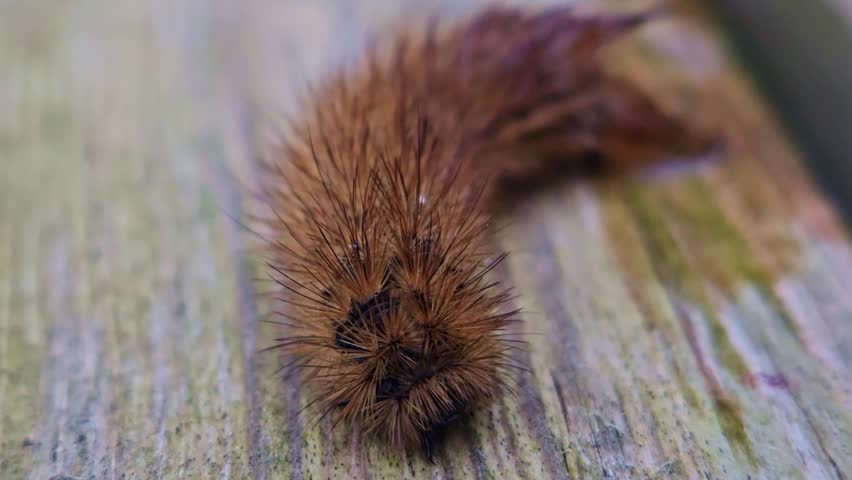Close-up macro of hairy caterpillar head with dense bristles resting on wooden surface