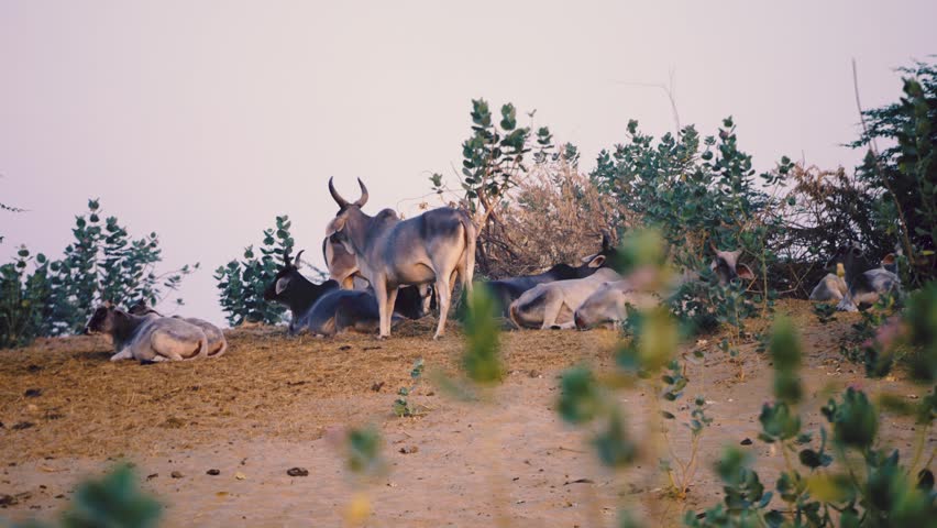 Traditional big-horned cattle resting in the arid landscape of the Tharparkar desert region, Sindh, Pakistan.