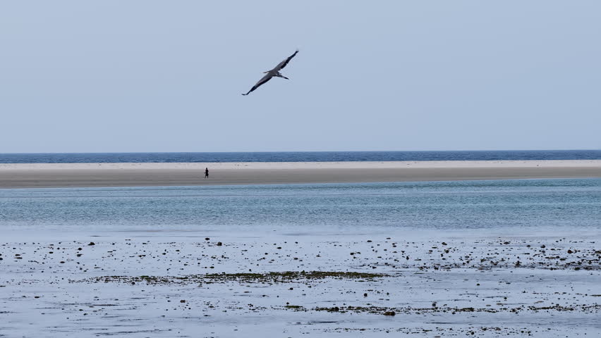 Grey heron bird flying low over a wide coastal landscape, socotra