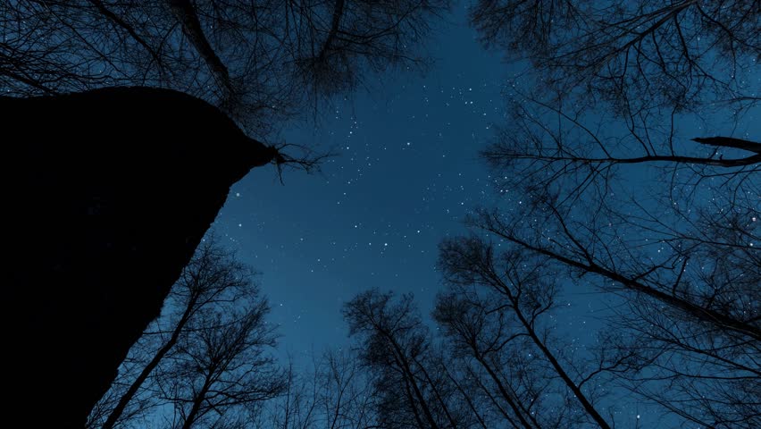 Majestic view of a starry night sky framed by towering trees creates a tranquil woodland scene illuminated by shimmering stars and a deep blue hue of the night.