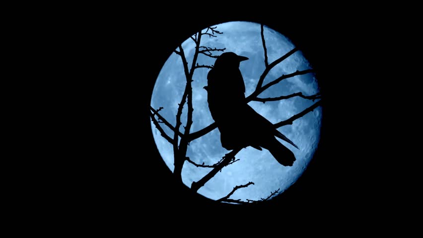 A crow stands boldly on a branch silhouetted against a glowing full moon. This captivating scene conveys a sense of mystery and tranquility in the night sky, perfect for nature-themed projects.