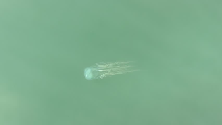 Box Jellyfish Australia dangerous wildlife aerial water ocean