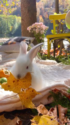 A vertical shot of a fluffy white bunny sitting on a blanket during a cozy autumn picnic, holding a yellow fall leaf in its mouth. Sunny outdoor setting with lake background.