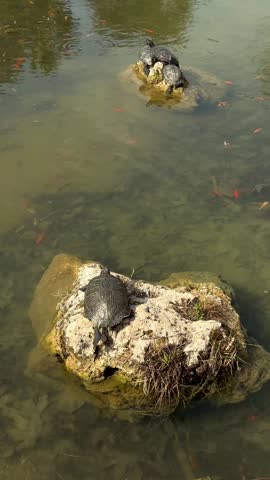 Vertical shot of turtles sunbathing on rocks in a peaceful garden pond with koi fish swimming around. Perfect for nature and relaxation social media content.