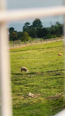 Sheep Grazing on Green Hillside Pasture at Agrotourism Farm