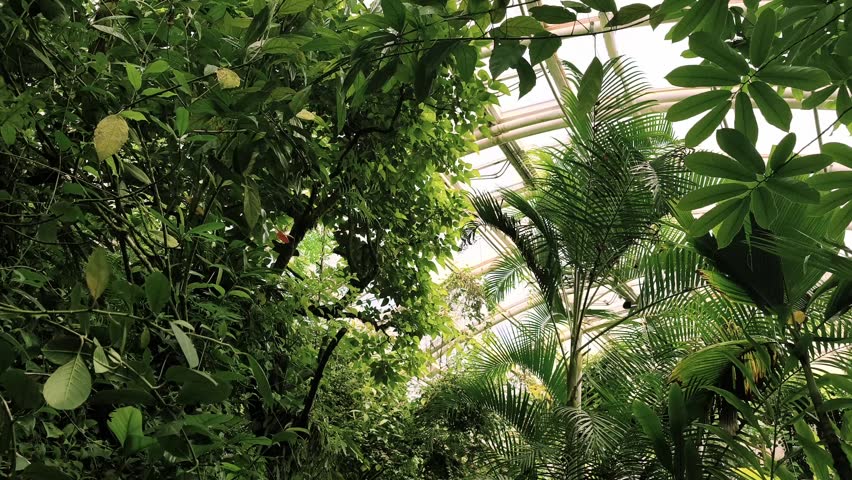 Abundant green foliage of tropical plants and palm trees growing inside a large, sunlit conservatory. A vibrant botanical garden interior in botanical garden