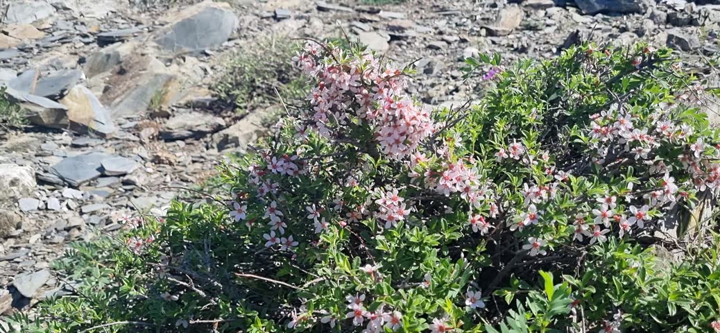 Bees and insects pollinating wild flowers on a mountain bush, Karatau.
